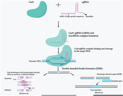 Progress in gene editing tools, implications and success in plants: a review